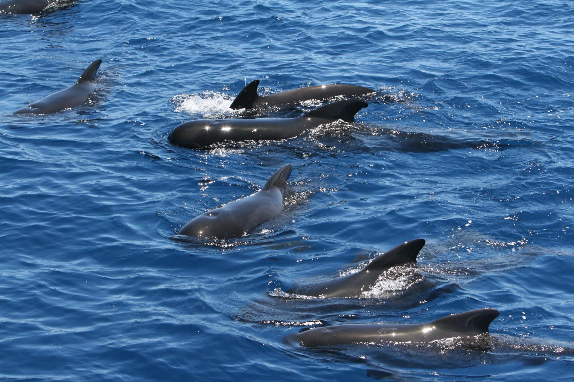 Imágenes de los cetáceos captadas en las aguas de Castellón