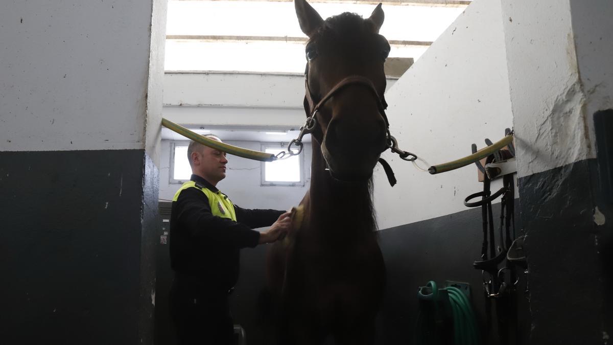 Pérez limpia a uno de los caballos de la unidad como parte de su rutina diaria de cuidados hacia los animales.