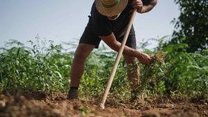 Un agricultor trabajando en sus cultivos de papas en Los Realejos, Tenerife. 