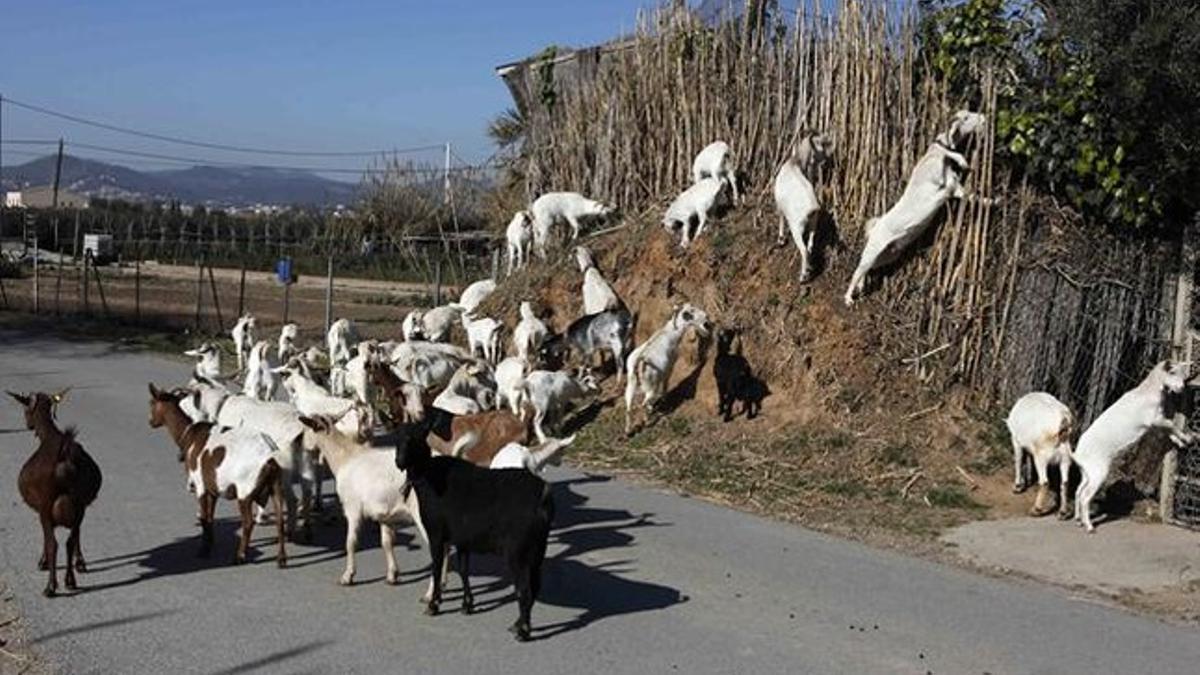 Cabras en El Prat de Llobregat.