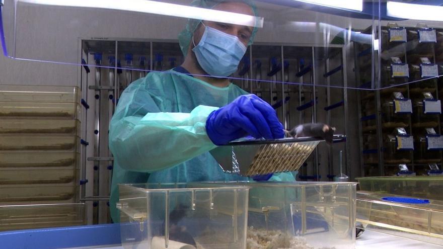 Un técnico en el centro de Medicina Experimental de la Universidade de Santiago /e.p.