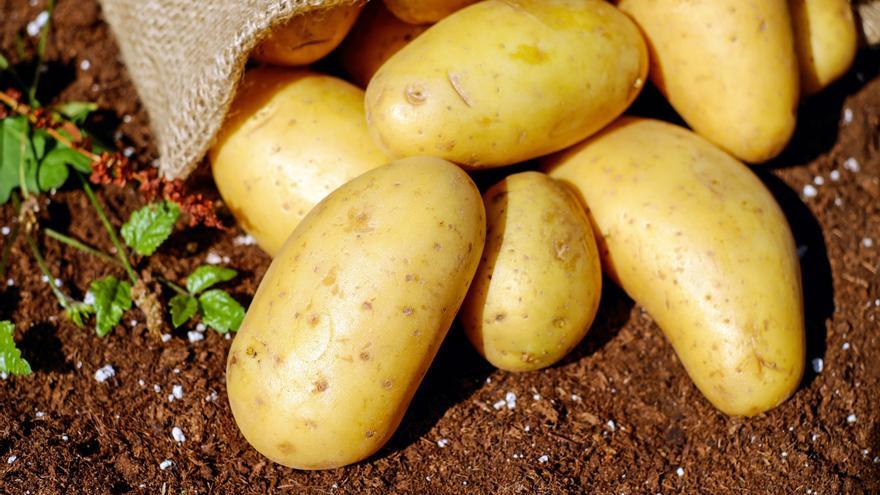 Empieza la recolección de la patata con problemas para el agricultor