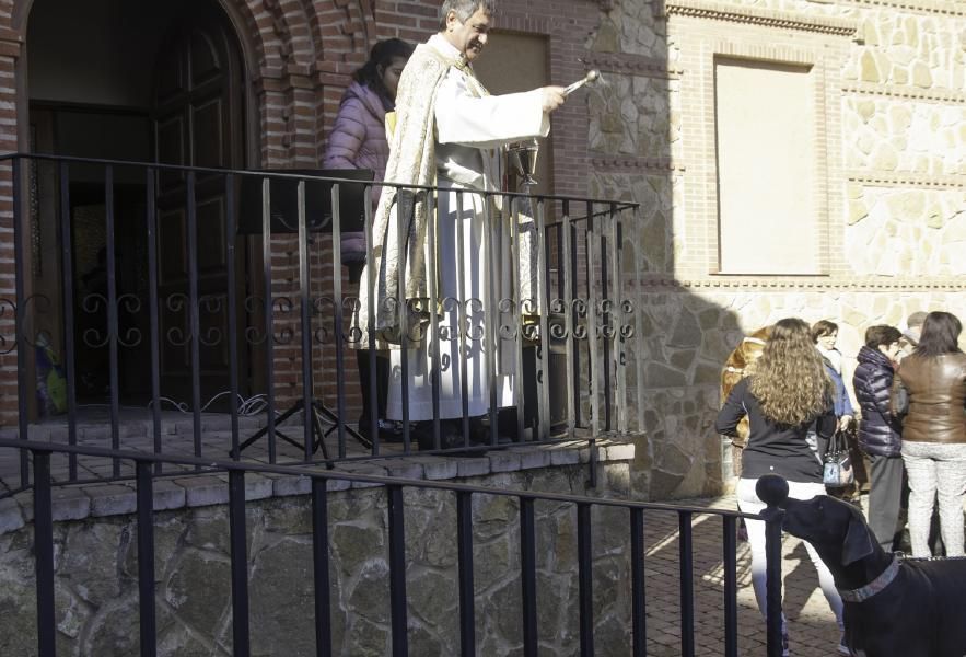 San Antón bendice a los animales en Benavente.