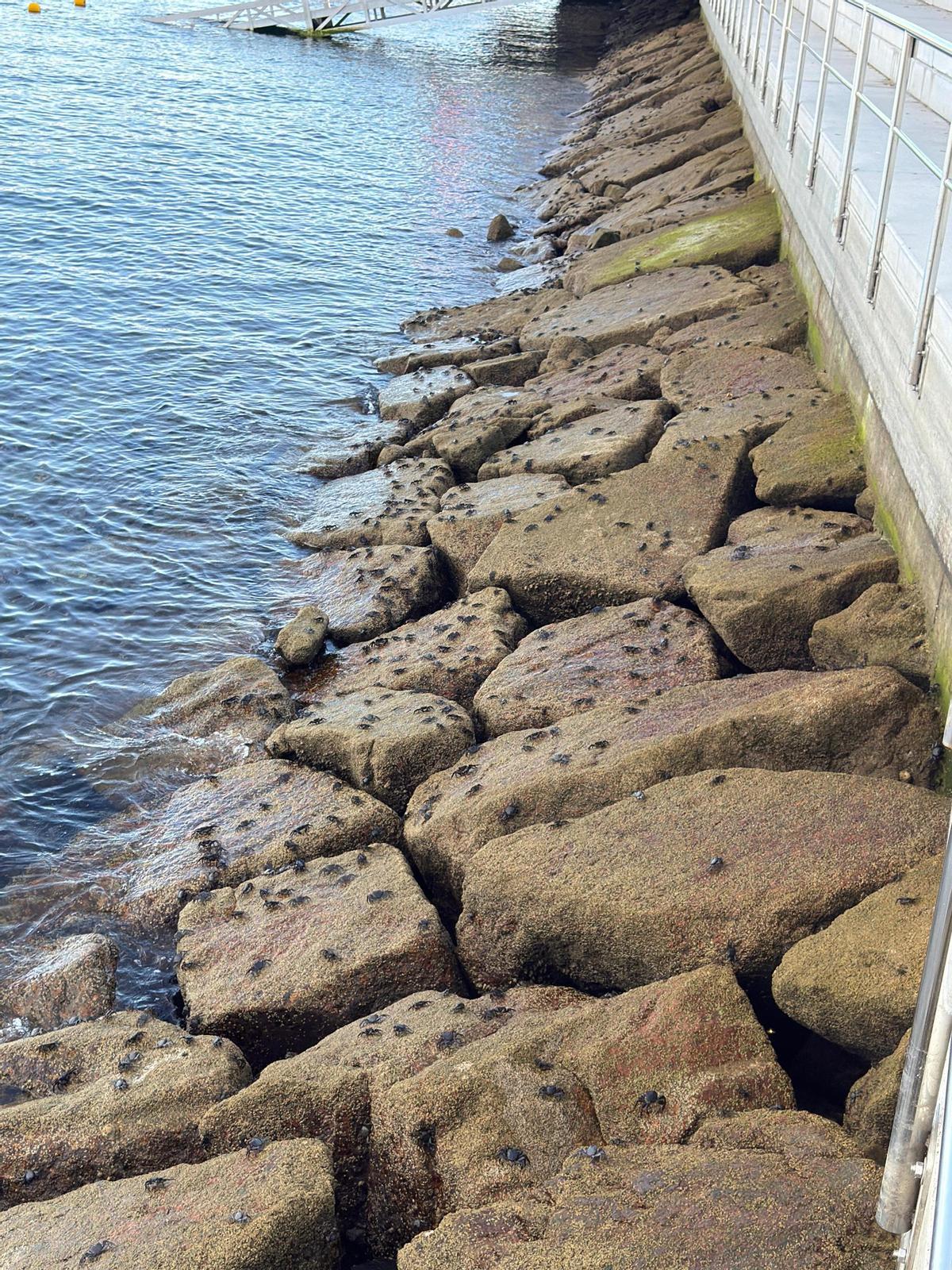 Cangrejos en las rocas en O Parrote