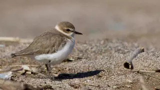 Tanquen l'accés a la platja de Can Comes, als Aiguamolls de l'Empordà, per protegir la nidificació d'un ocell amenaçat