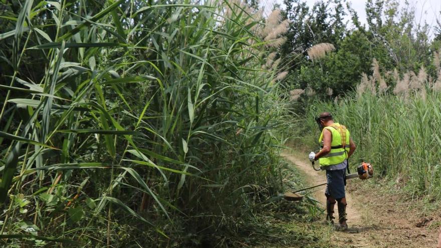 Trabajos en la zona forestal de Torrent.