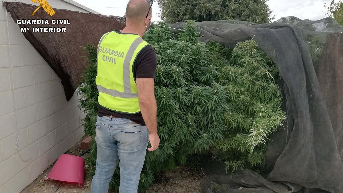 La Guardia Civil desmantela dos plantaciones de marihuana en La Carlota