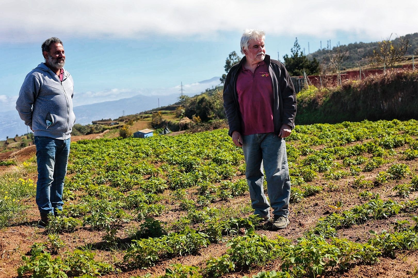 Reportaje sobre los productores de papa bonita en Icod el Alto