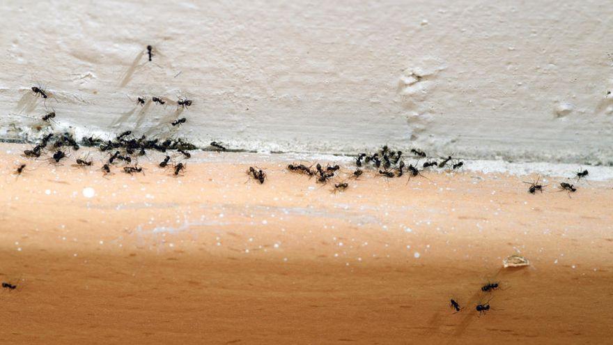 Cómo eliminar las invasiones de hormigas