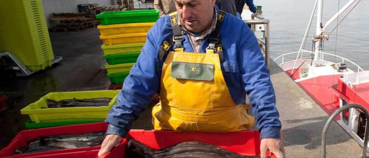 Un pescador descargando cajas de merluza en la rula de Avilés, en una imagen de archivo.