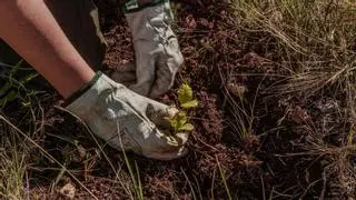 De 4.500 hectáreas quemadas a un nuevo bosque: así se recupera el Alto Mijares tras el incendio del 2023