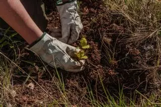 Así renacerá el Alto Mijares tras el gran incendio: más de 8.000 árboles para crear un bosque resistente al fuego