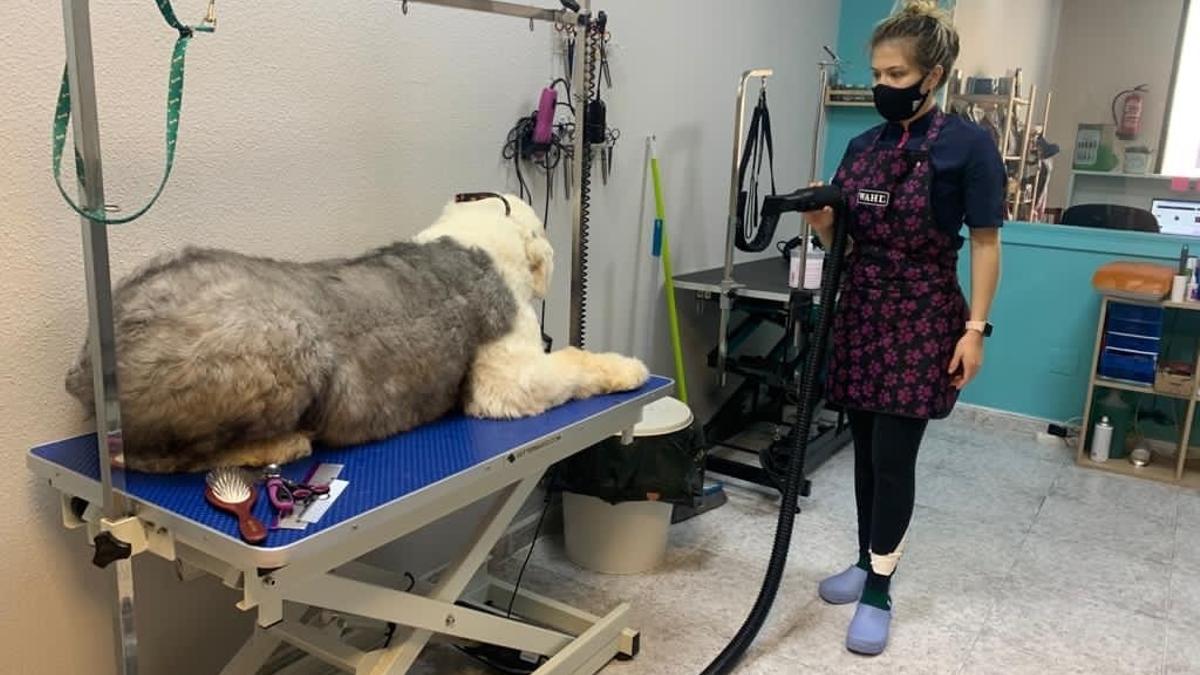 Clínica veterinaria, una actividad que puede beneficiarse de las ayudas.