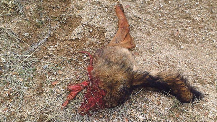 Restos de un lobo atropellado recientemente por el tren en La Hiniesta.