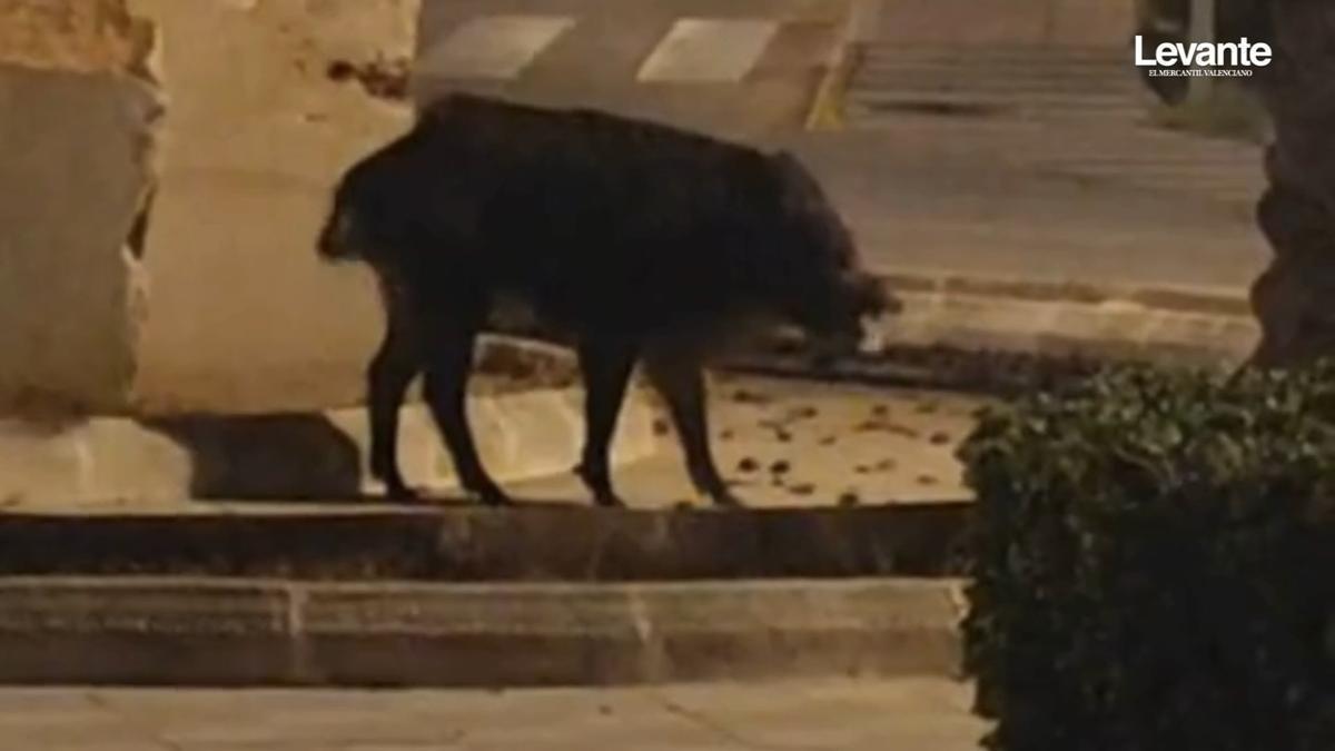 Nace en Oliva una asociación para hacer frente al aumento de jabalíes y otras especies silvestres en la Comunitat Valenciana