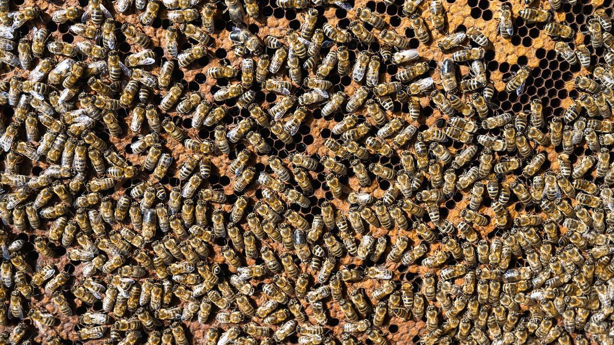 Un enjambre de abejas.