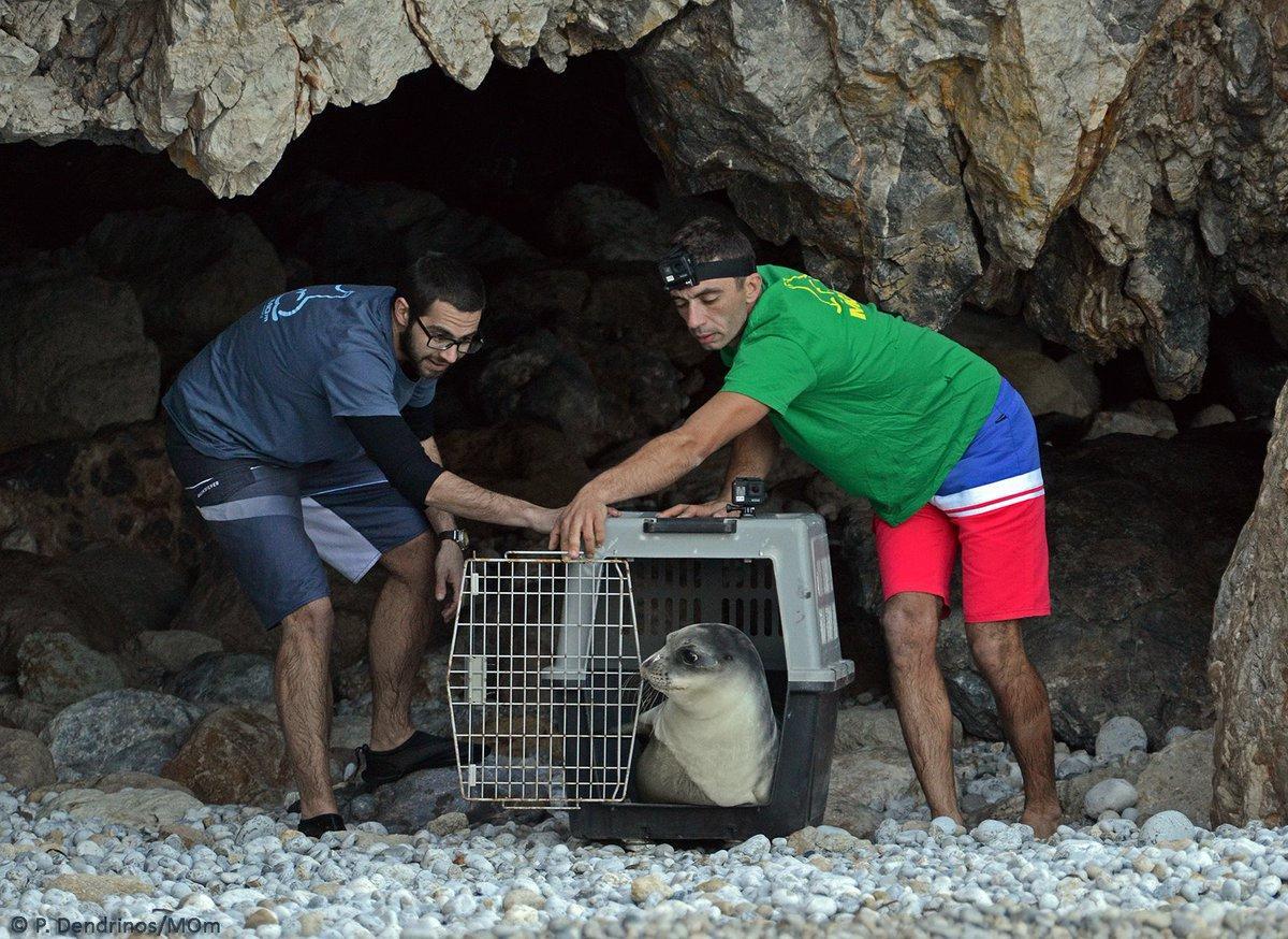 Matan de un arponazo a la foca monje más emblemática del Mediterráneo