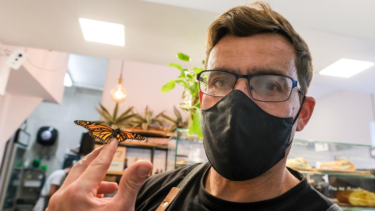 El hostelero Matías Hernández con una de las mariposas monarcas que hay en el Café Mol.