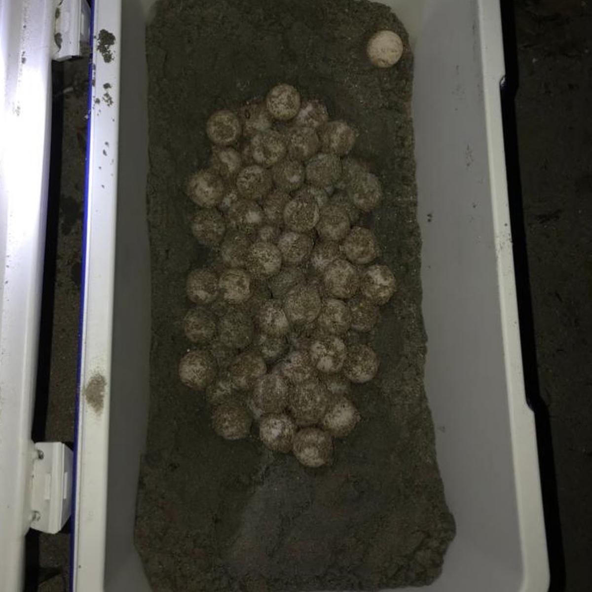 Huevos que han sido localizados en una playa de Santa Pola