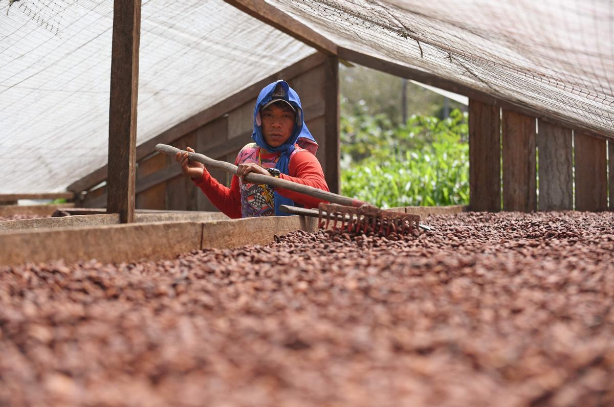 Desde hace diez años en Guerima, Colombia, los árboles de cacao reemplazan a los arbustos de coca en este departamento del tamaño de Guatemala, fronterizo con Venezuela. Está lejos de la bonanza que trajo el ingrediente principal de la cocaína, pero se ha convertido en una fuente estable de ingresos.