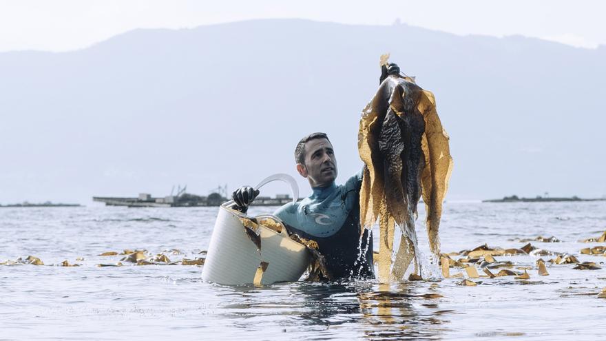 La ría de Vigo, un huerto para cultivar 20.000 kilos de algas comestibles