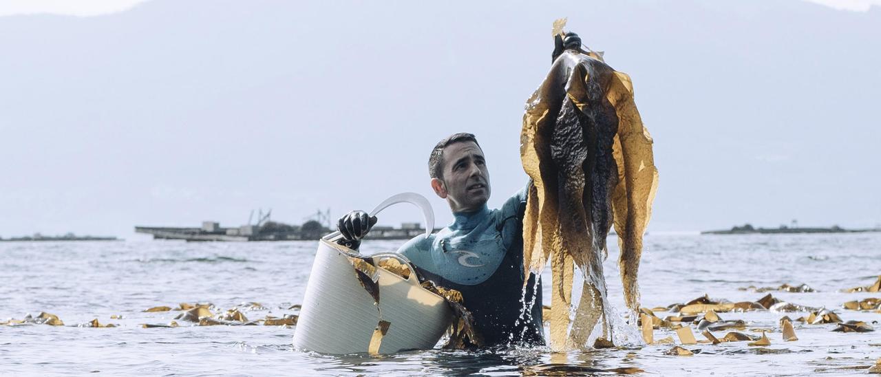 Un profesional recogiendo algas marinas