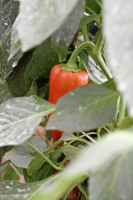 Ein Besuch bei Jaume Pou auf der Paprika-Plantage bei Inca.