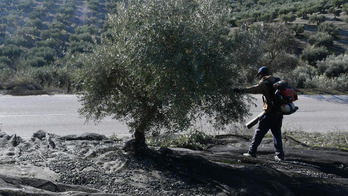 El olivar sería uno de los cultivos que más sufriría la subida de temperaturas del cambio climático.
