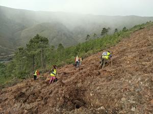 Varias personas trabajan en la reforestación de Las Hurdes dentro del proyecto ’Motor Verde’