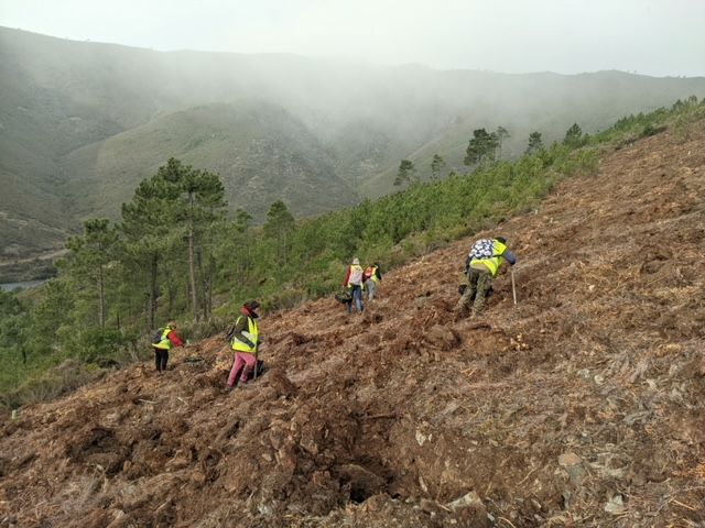 Varias personas trabajan en la reforestación de Las Hurdes dentro del proyecto 'Motor Verde'