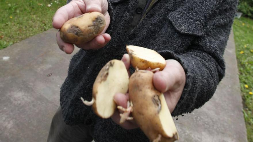 Reunión del director de Desarrollo Rural con productores de patata del concejo en La Calzada