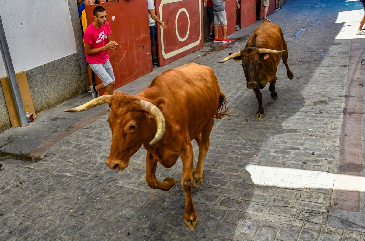 Encierro de las vaquillas de El Viso