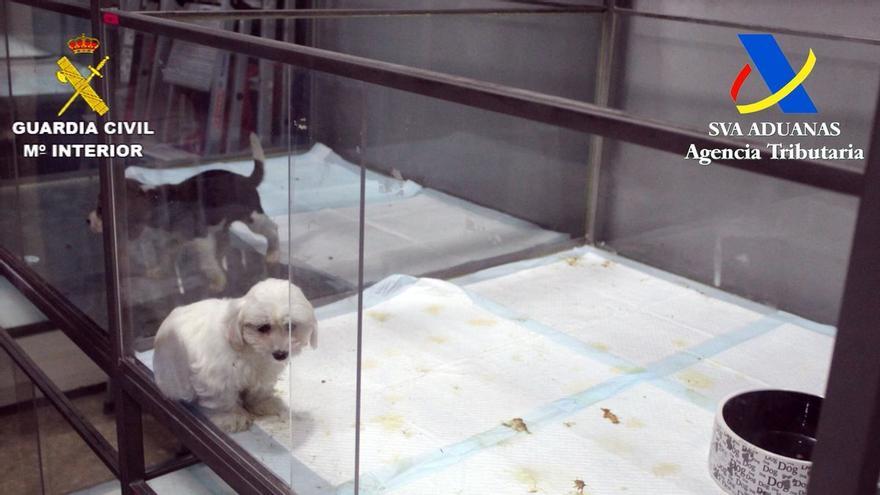 Desmantellen un grup que va vendre més de 7.000 cadells de gos malalts a Girona