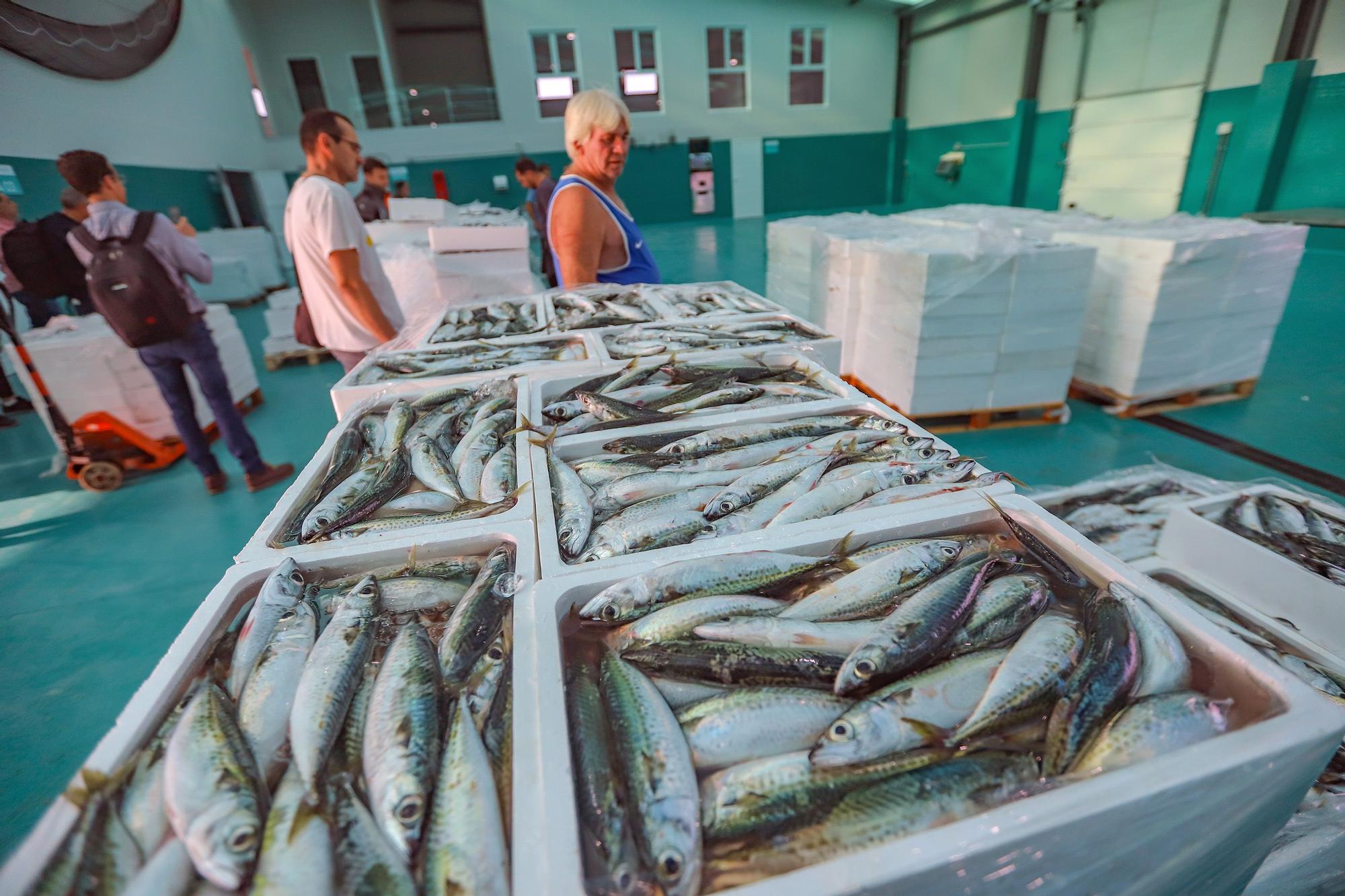 La subasta de la nueva lonja pesquera de Torrevieja se estrena con la venta de 13.000 kilos de boquerón y sardina