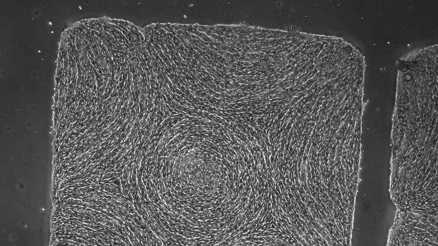 Científicos españoles desarrollan una técnica para crear materiales vivos inteligentes y programables con células