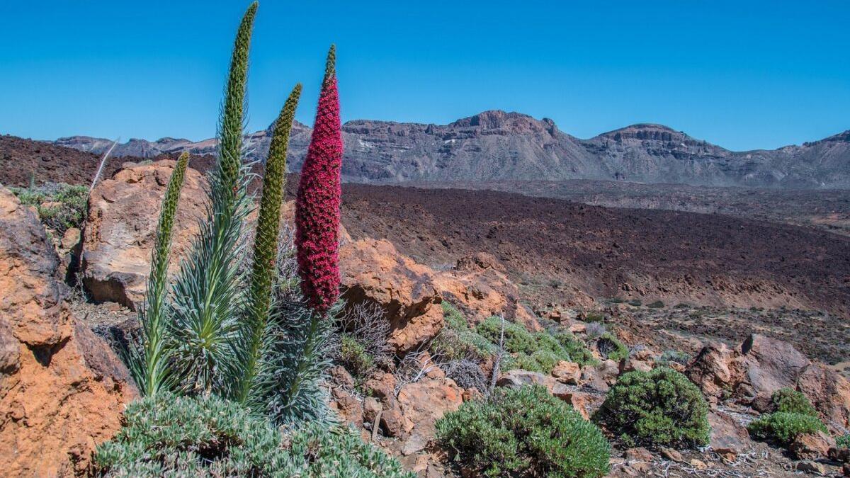 El mundo prepara ‘Arcas de Noé’ para salvar especies amenazadas por el clima