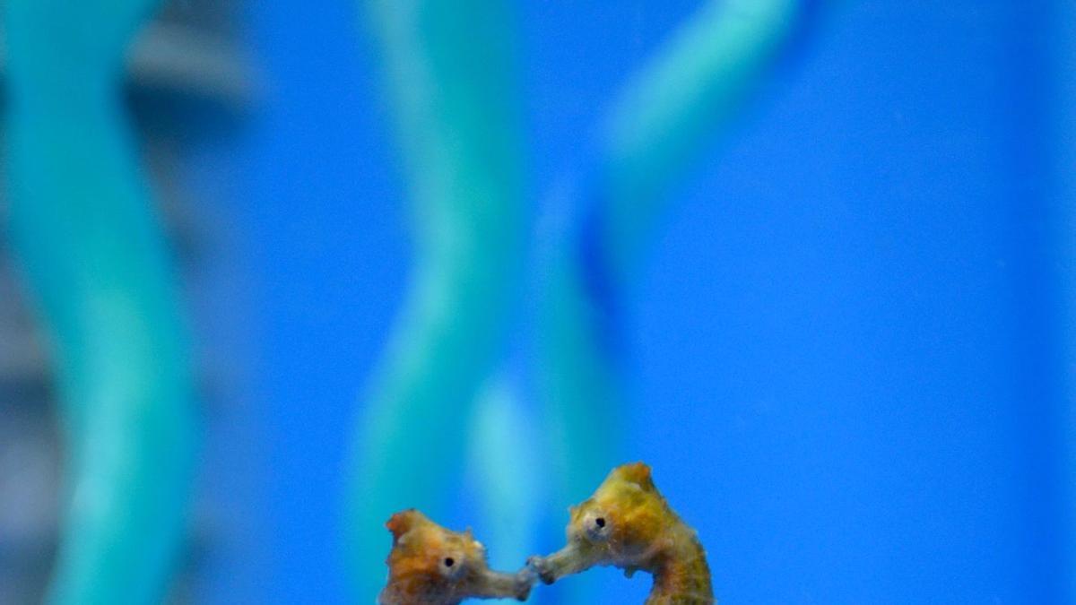 Dos juveniles de &quot;Hippocampus reidi&quot;, en el IIM.