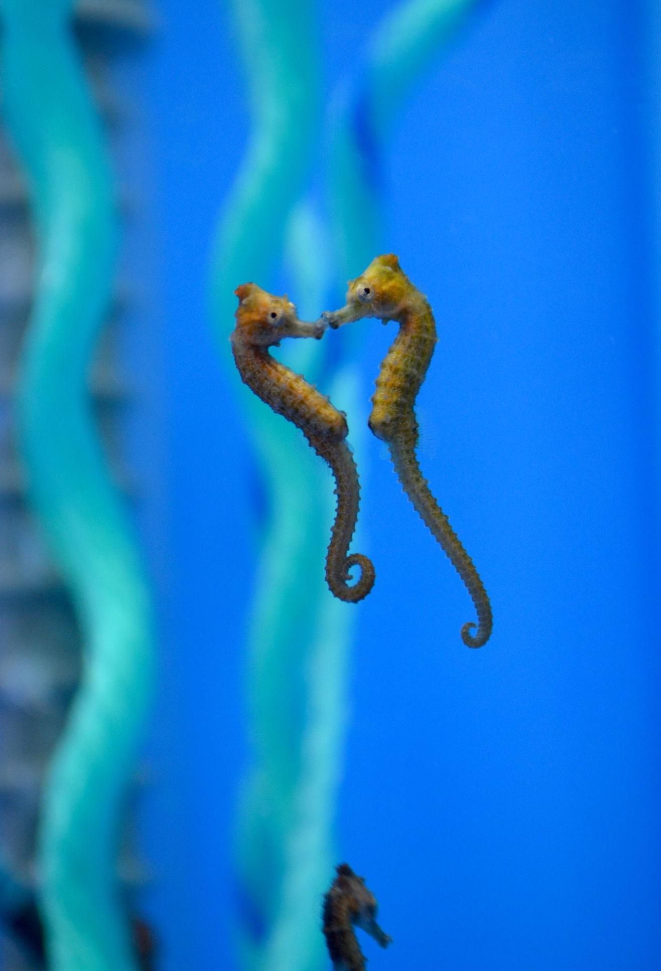 Dos juveniles de &quot;Hippocampus reidi&quot;, en el IIM.