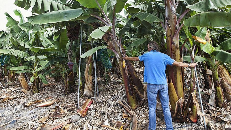 Un trabajador en una finca de plátanos.