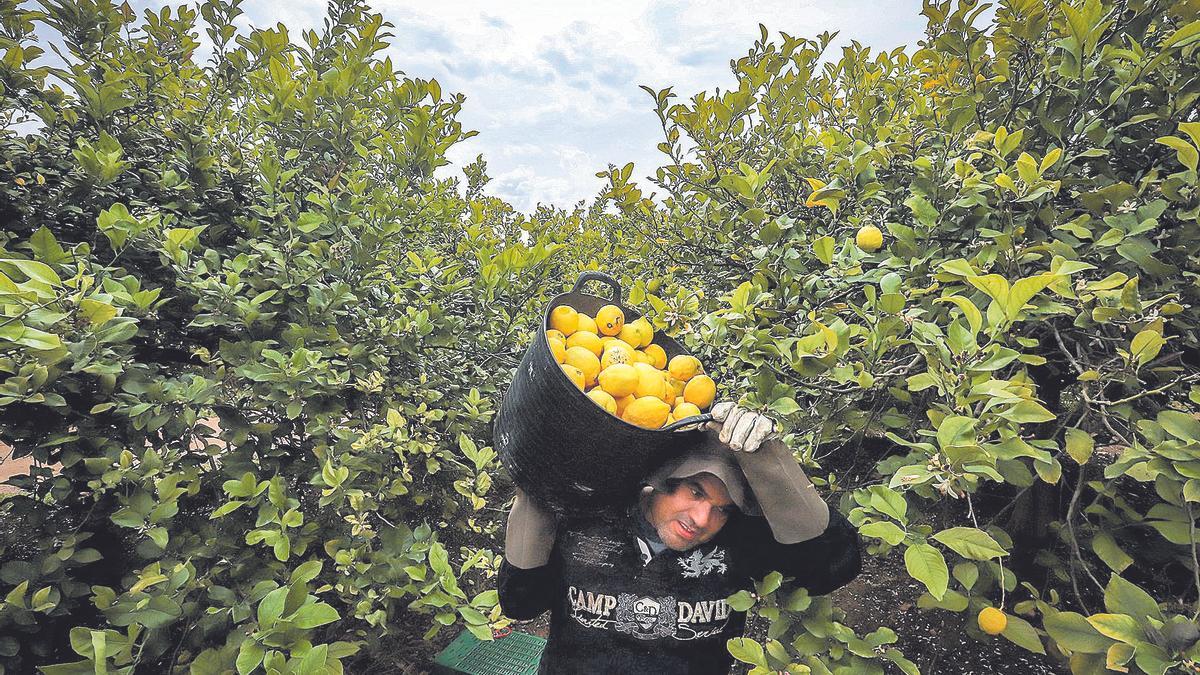 Imagen de la recolección de limones en la huerta y campo de la Vega Baja, principal zona productora de España.