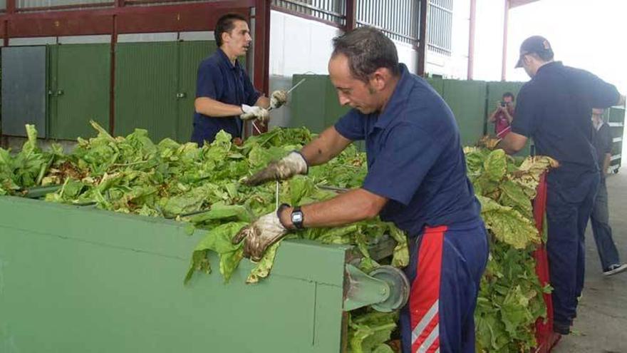 Extremadura augura &quot;una batalla muy dura&quot; sobre la directiva del tabaco