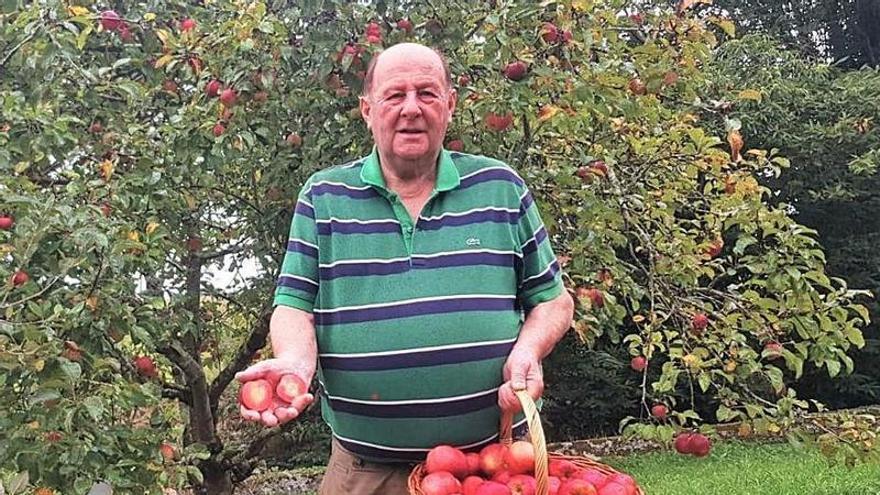 José Antonio Junquera tien por una cesta coles sos mazanes coloraes na so pumarada d&#039;Amandi. | V. A.