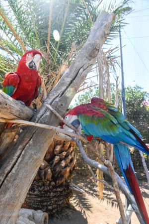 Los zoológicos, sin turistas