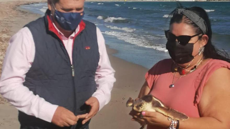 Liberan cinco ejemplares de tortuga boba en La Manga