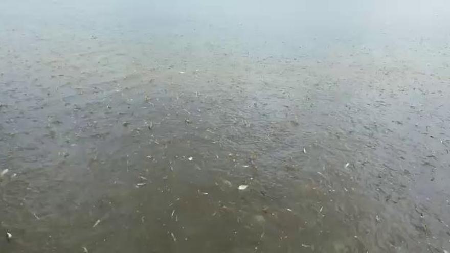 Los peces del Mar Menor llegan a las playas de Lo Pagán en busca de oxígeno