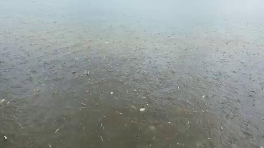 Los peces del Mar Menor llegan a las playas de Lo Pagán en busca de oxígeno