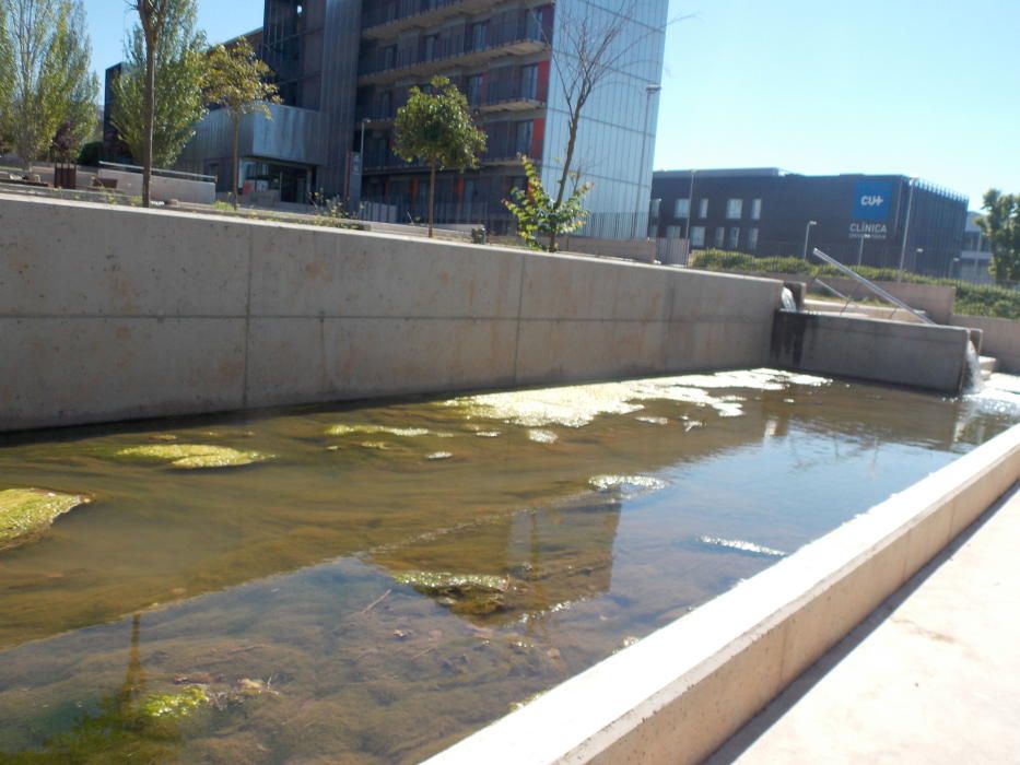 Brutícia i deixadesa al sector universitari de Man