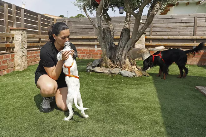 MamiCan i The Walking Pet són cuidadors de mascotes anunciats a través d'Aplicacions
