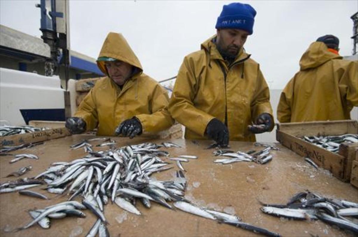 Se acaban las sardinas_MEDIA_1