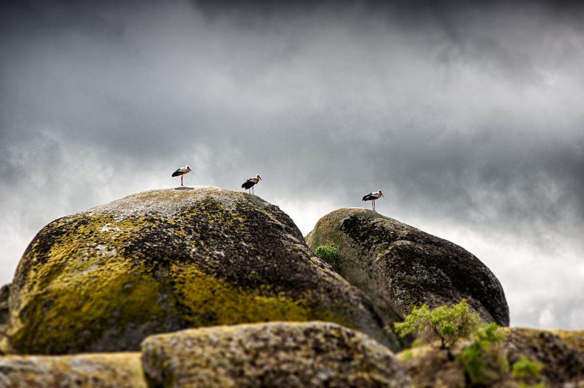 Colonia de cigüeñas en Malpartida de Cáceres: otra razón para emocionarse.
